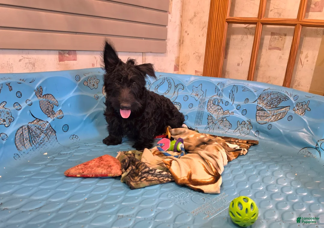 Scottish Terrier dogs for sale: Shelly - Ad 1