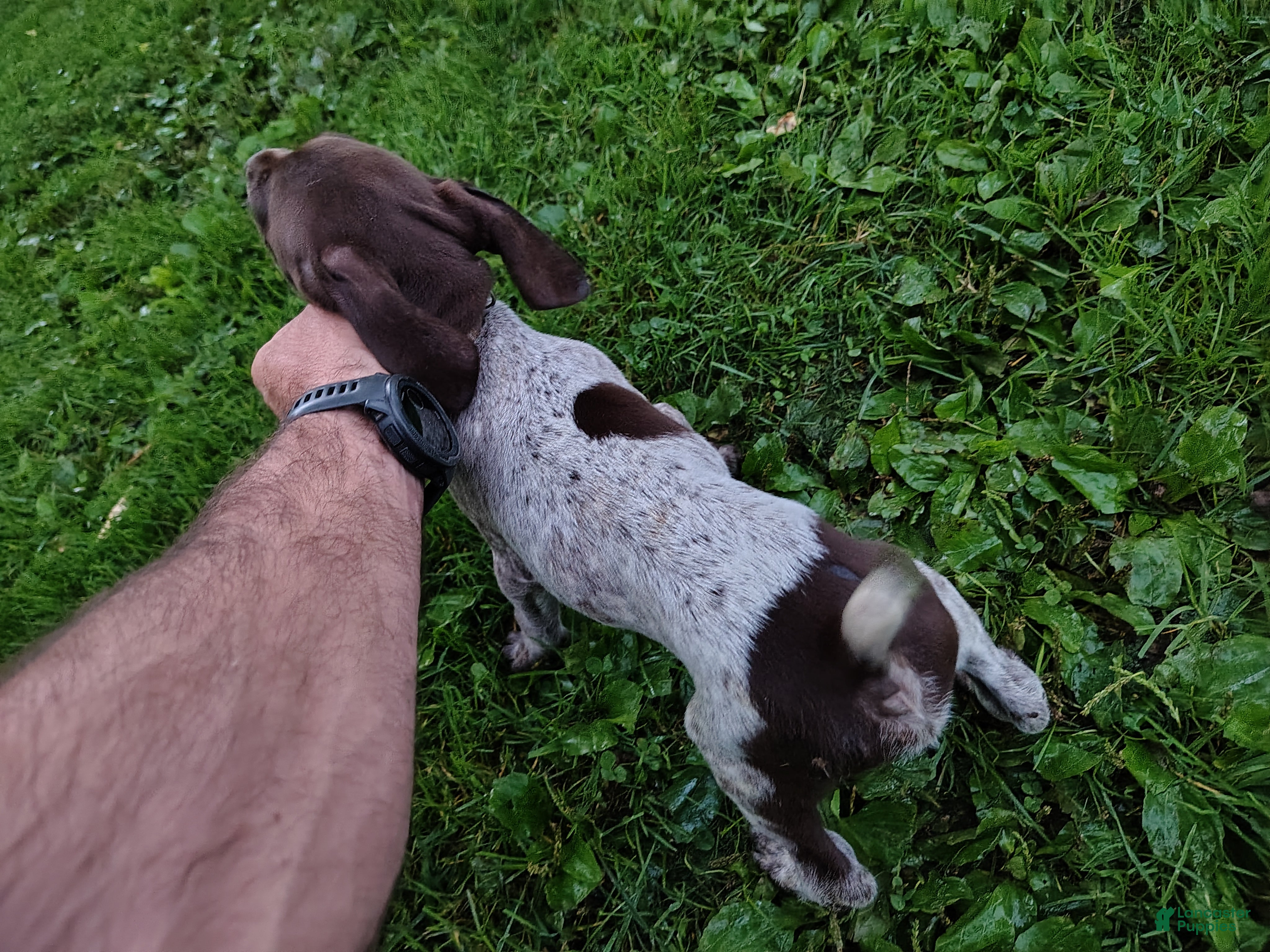 German Shorthaired Pointer dogs German Shorthaired Pointer 5 - Ad 1