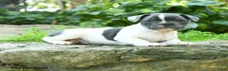 French Bulldog dogs for sale: Pierre - Ad 3