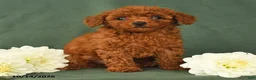 Toy Poodle dogs for sale: Heather - Ad 3