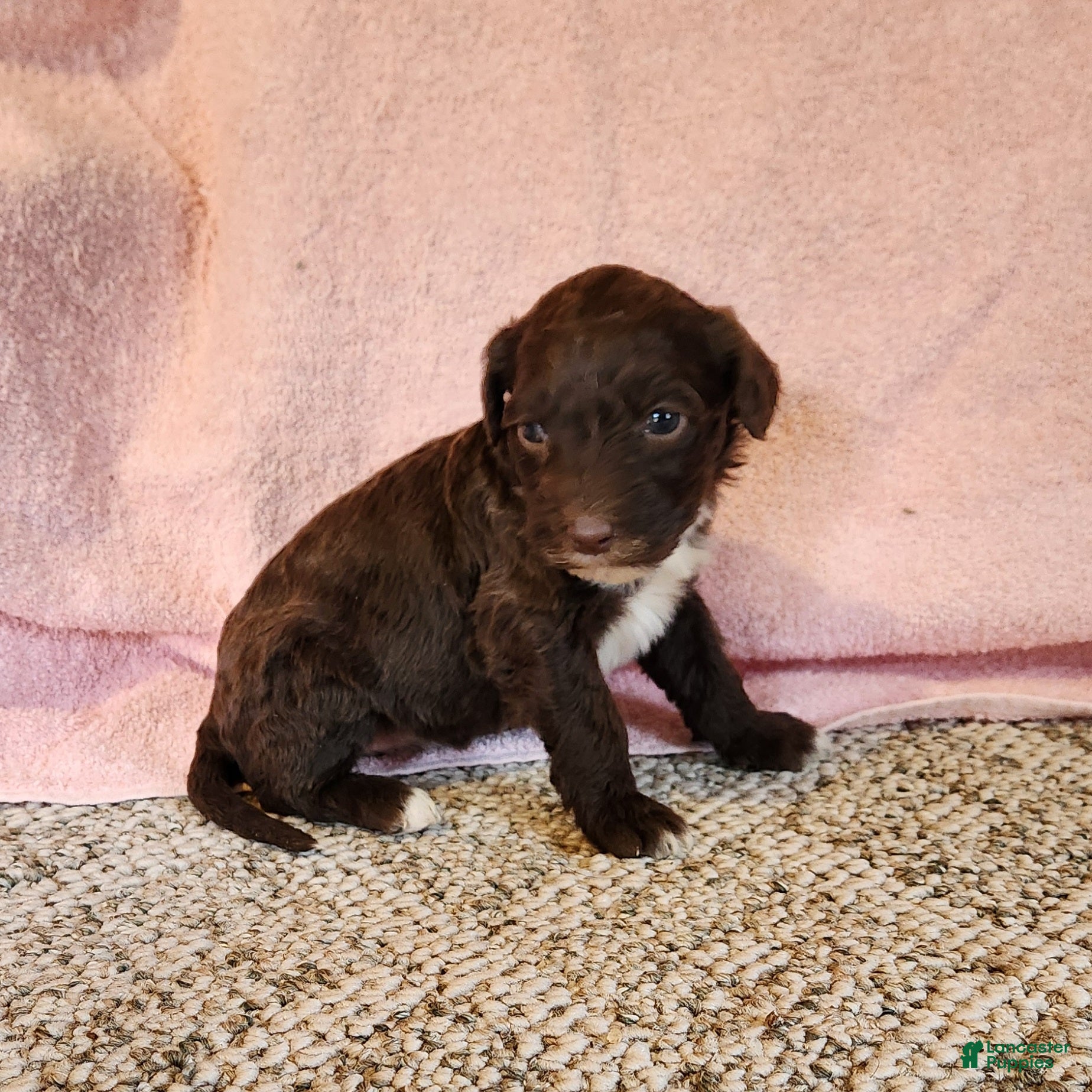 Portuguese Water Dog dogs Brownie  - Ad 2