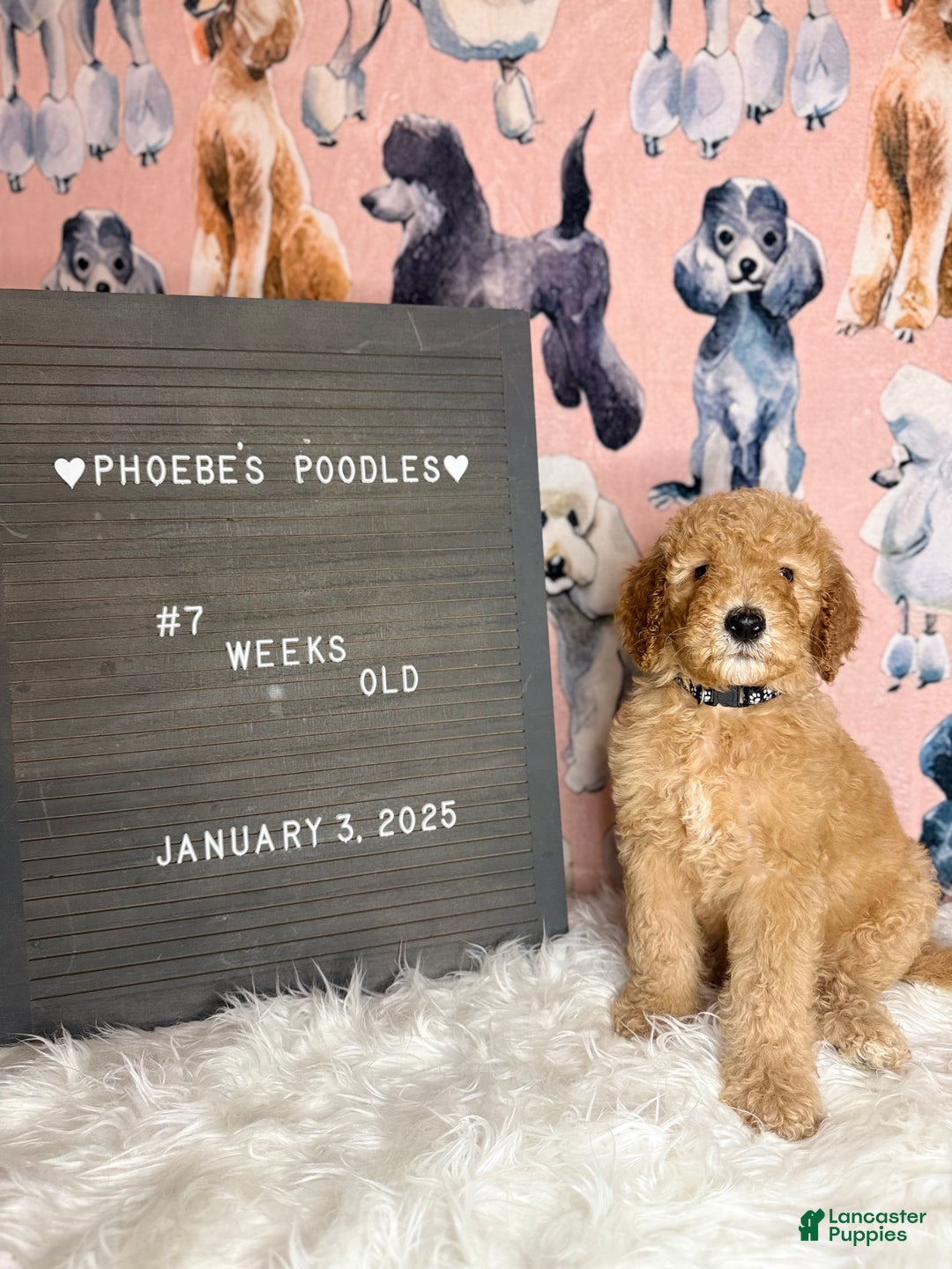 Standard Poodle dogs for sale: Standard Poodle Puppy 3 - Ad 3