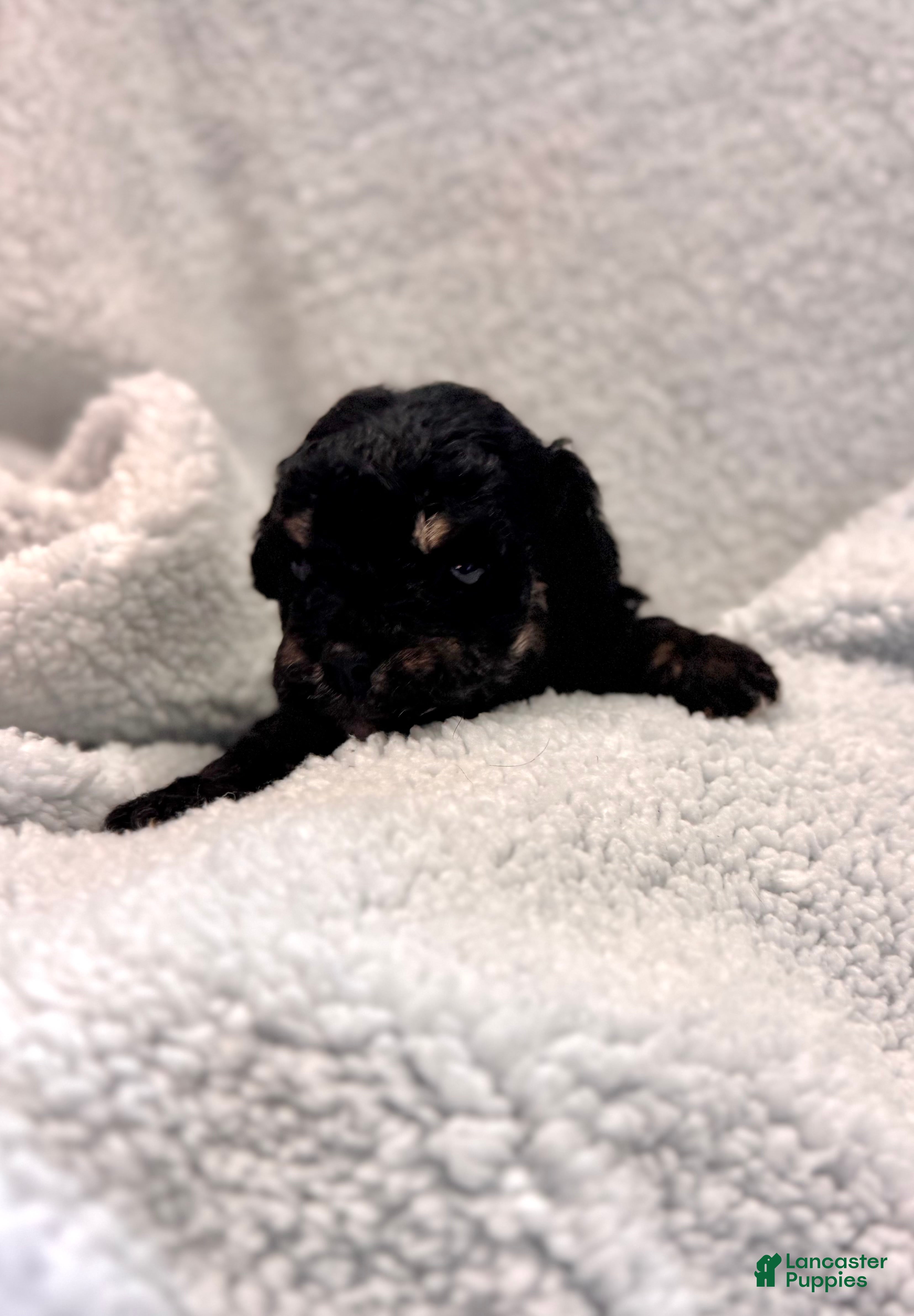 Mixed Breed dogs Mixed Breed Puppy 1 - Ad 4