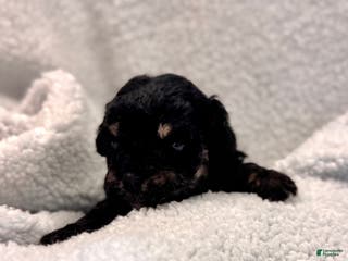 Mixed Breed dogs Mixed Breed Puppy 1 - Ad 4