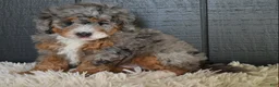 Mini Bernedoodle dogs for sale: Jazzie F1b - Ad 4