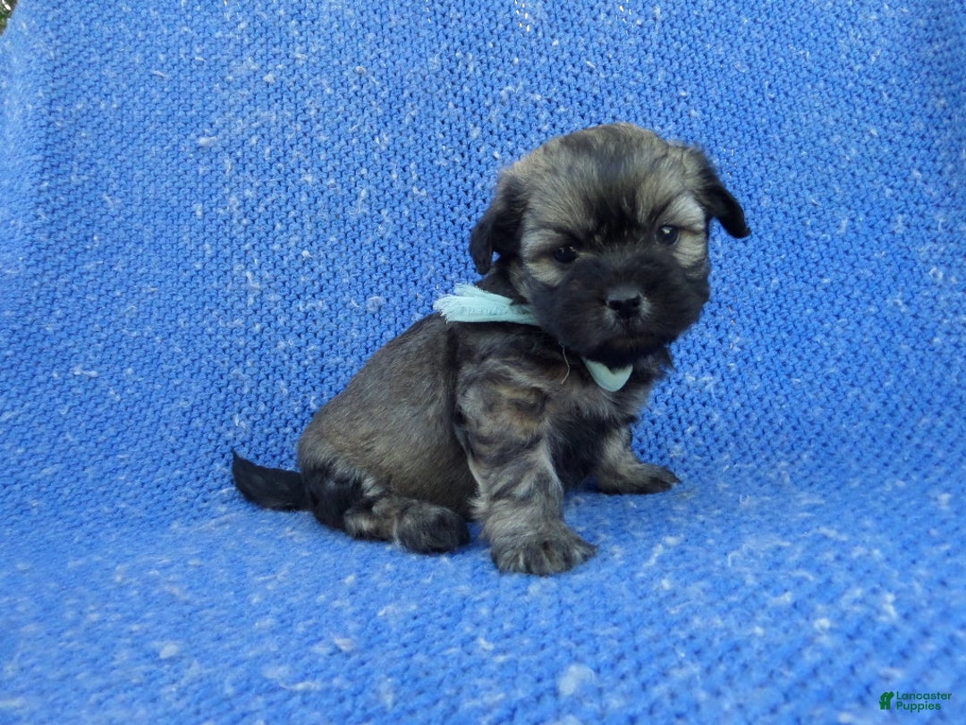 Shihpoo dogs for sale: Colby  - Ad 1
