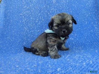Shihpoo dogs Colby - Ad 9