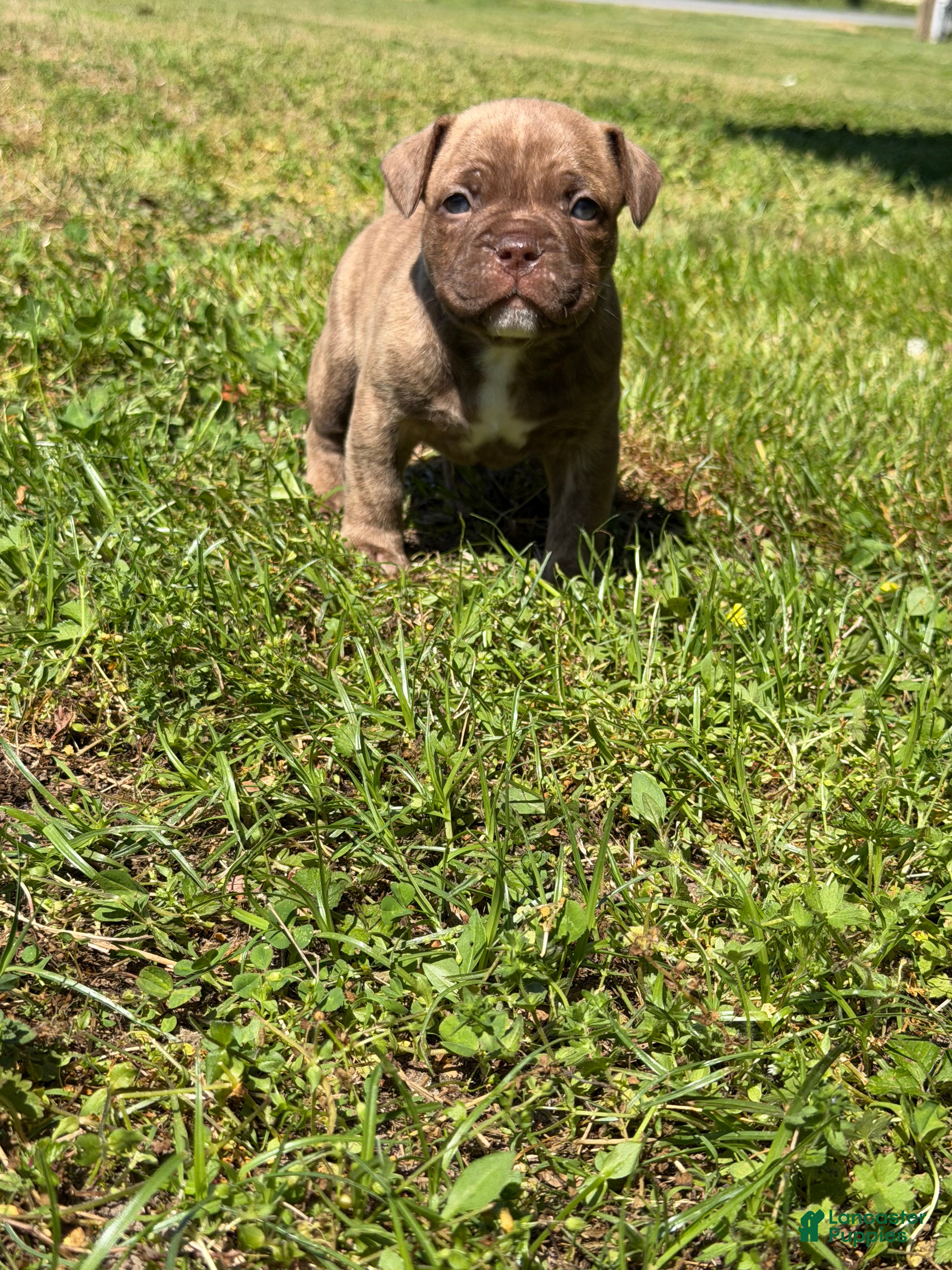 Mixed Breed dogs for sale: Koda - Ad 1