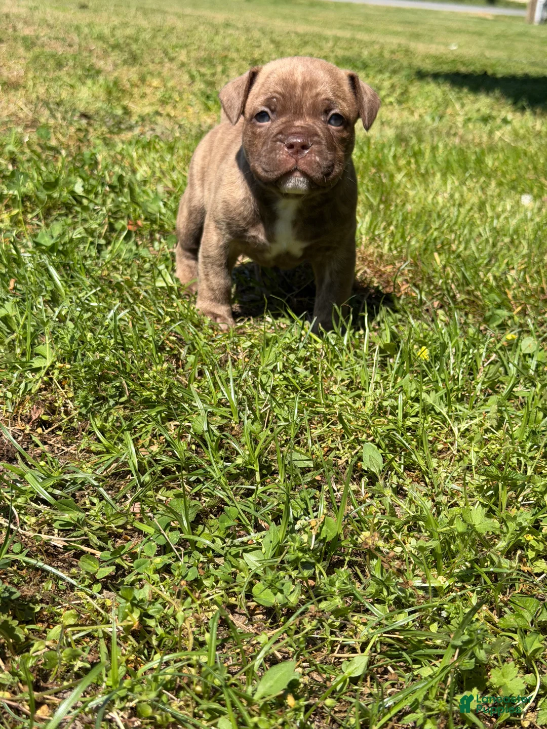 Mixed Breed dogs for sale: Koda - Ad 1