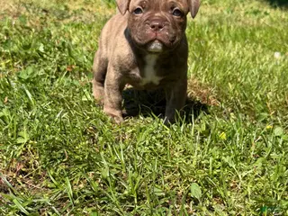 Mixed Breed dogs for sale: Koda - Ad 1