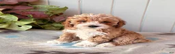 Cockapoo dogs for sale: Daisy  - Ad 3