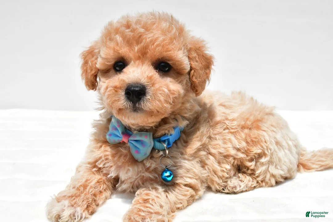 Maltipoo dogs for sale: Landon - Ad 1