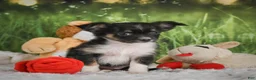 Chihuahua dogs for sale: Paige - Ad 8