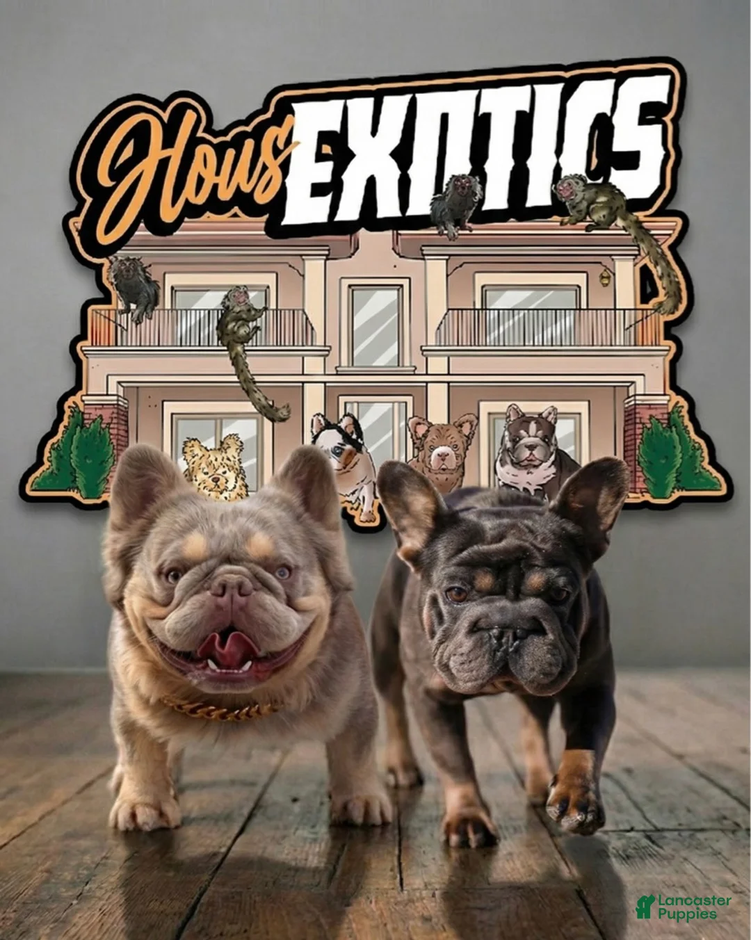 French Bulldog dogs for sale: New Isabella Big Rope w tan points (fluffy carrier ?) - Ad 2