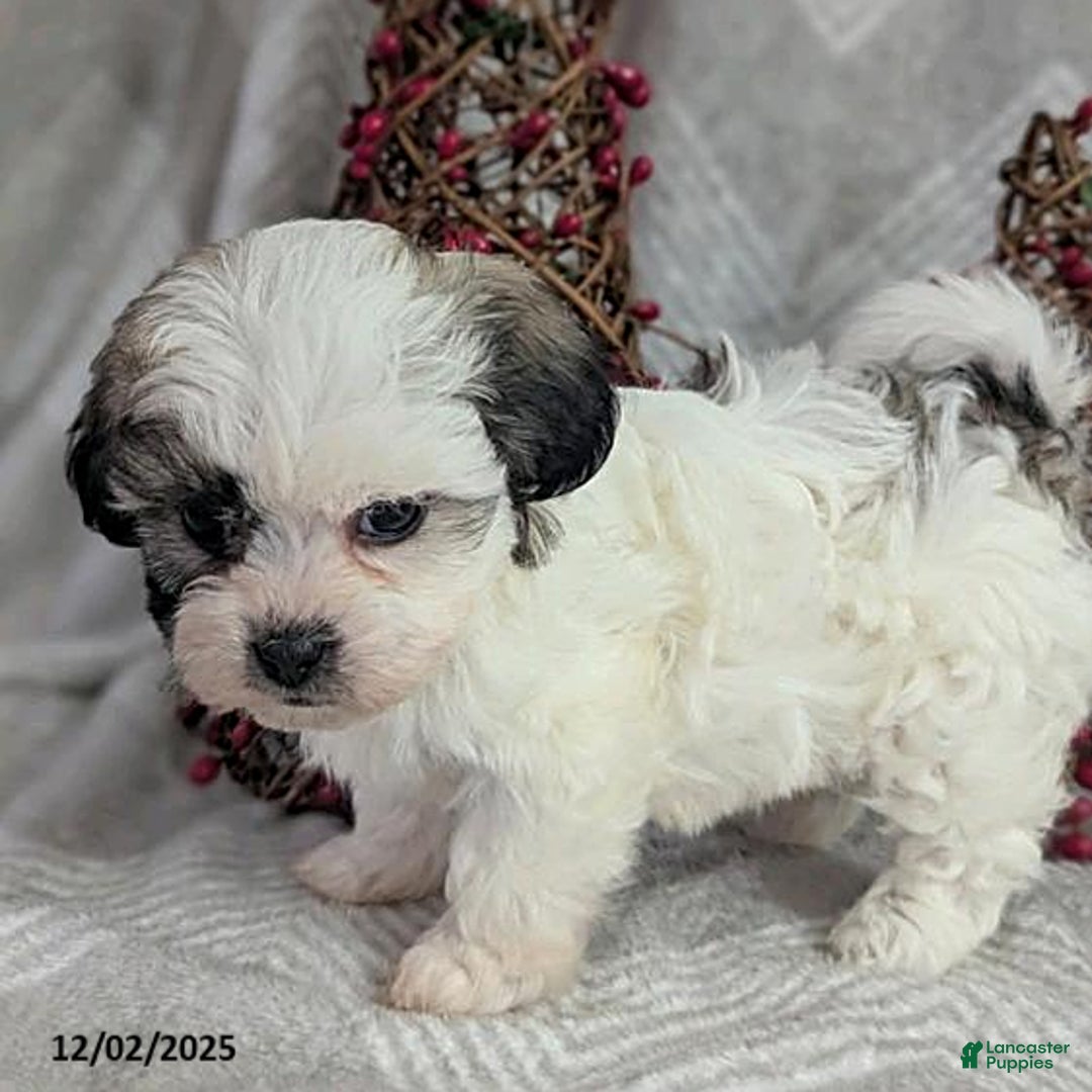 Teddy Bear dogs for sale: Ivory - Ad 1