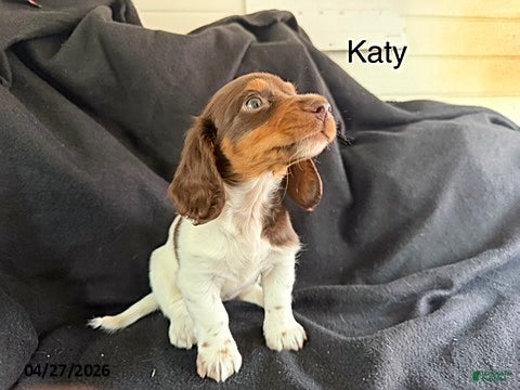Miniature Dachshund dogs for sale: Katy - Ad 1