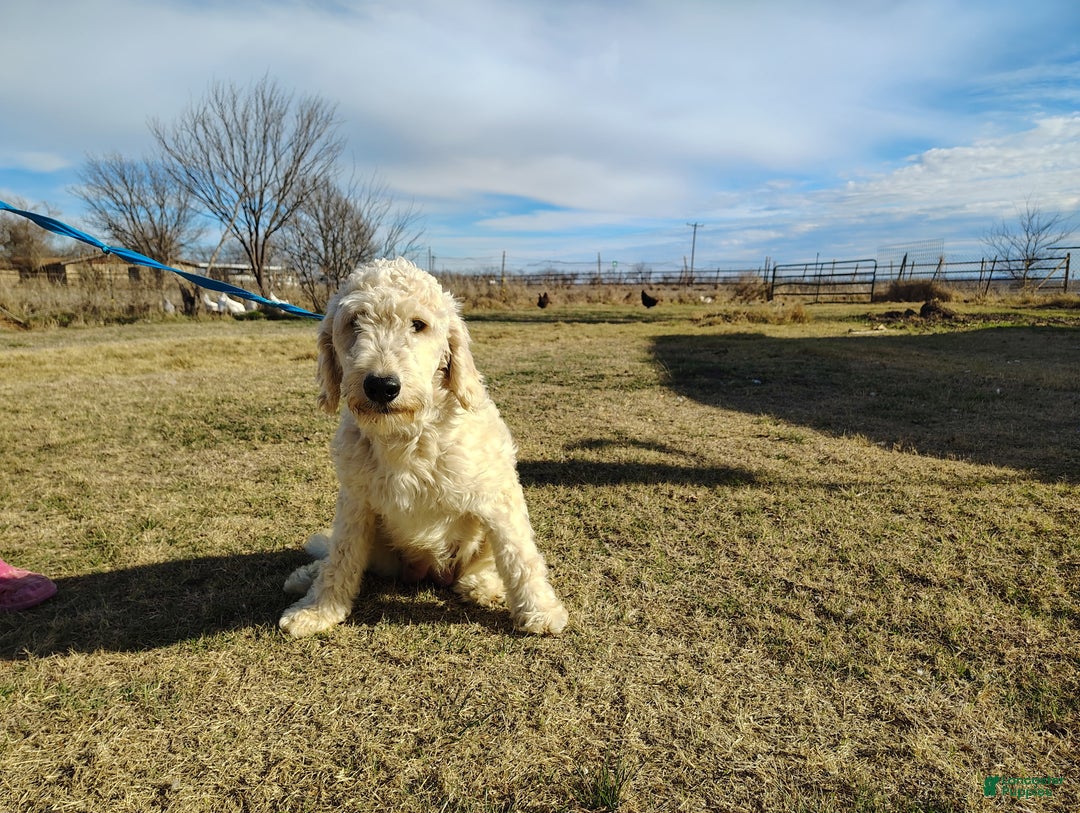 Goldendoodle dogs for sale: Goldendoodle Puppy 1 - Ad 4