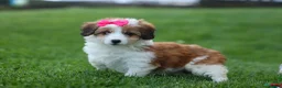 Corgipoo dogs for sale: NALA - Ad 6