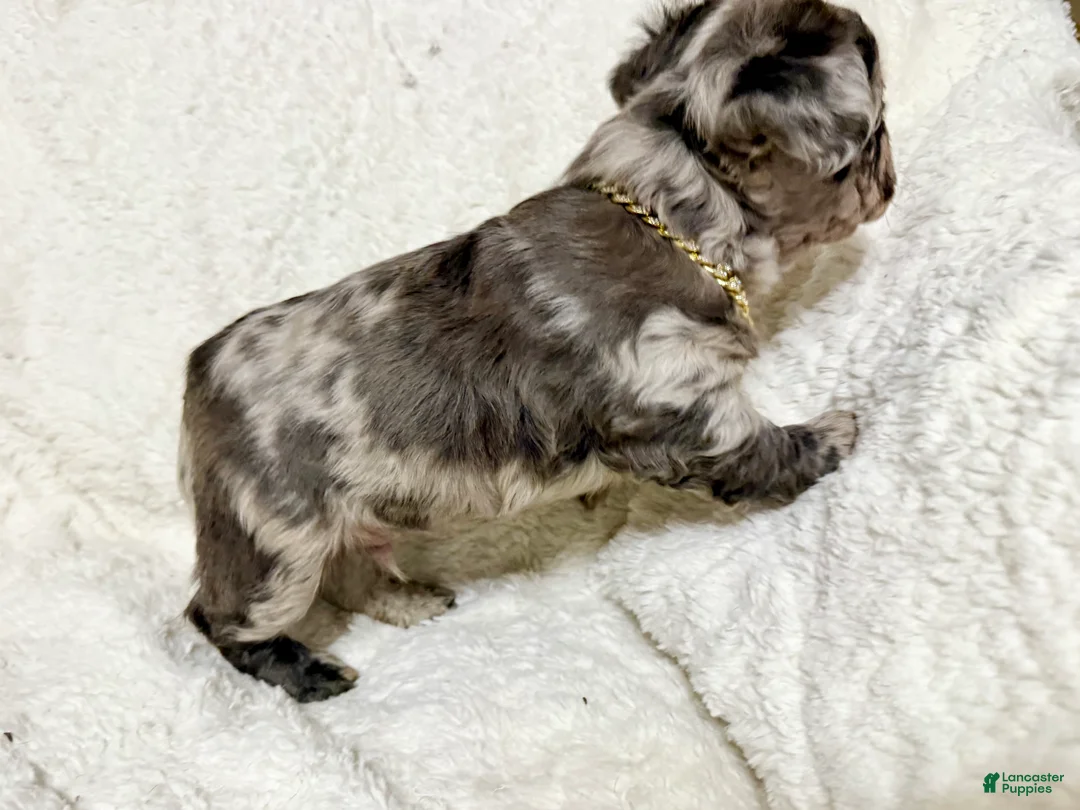 French Bulldog dogs for sale: Fluffy Merle (Asher) - Ad 3