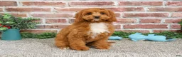 Cavapoo dogs for sale: Baxter - Ad 2