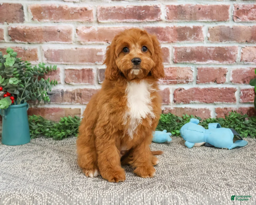 Cavapoo dogs for sale: Baxter - Ad 2