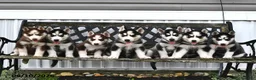 Siberian Husky dogs for sale: Balto - Ad 5