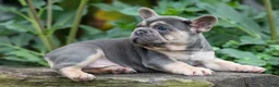 French Bulldog dogs for sale: Finley 🐶 - Ad 8