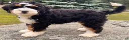 Mini Bernedoodle dogs for sale: 🩵IN BOSTON MASSACHUSETTS AREA🩵TRADITIONAL TRI COLOR🩵MINI BERNEDOODLE🩵 - Ad 8