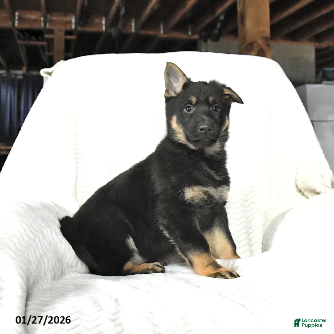 German Shepherd dogs for sale: Tulip - Ad 2