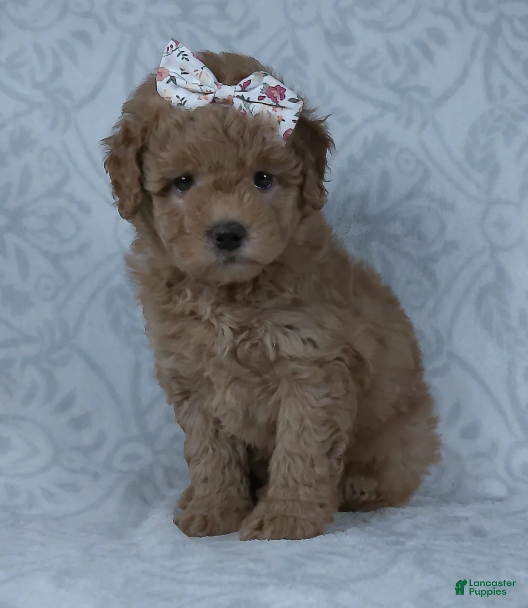 Mini Goldendoodle dogs for sale: Kacy - Ad 4