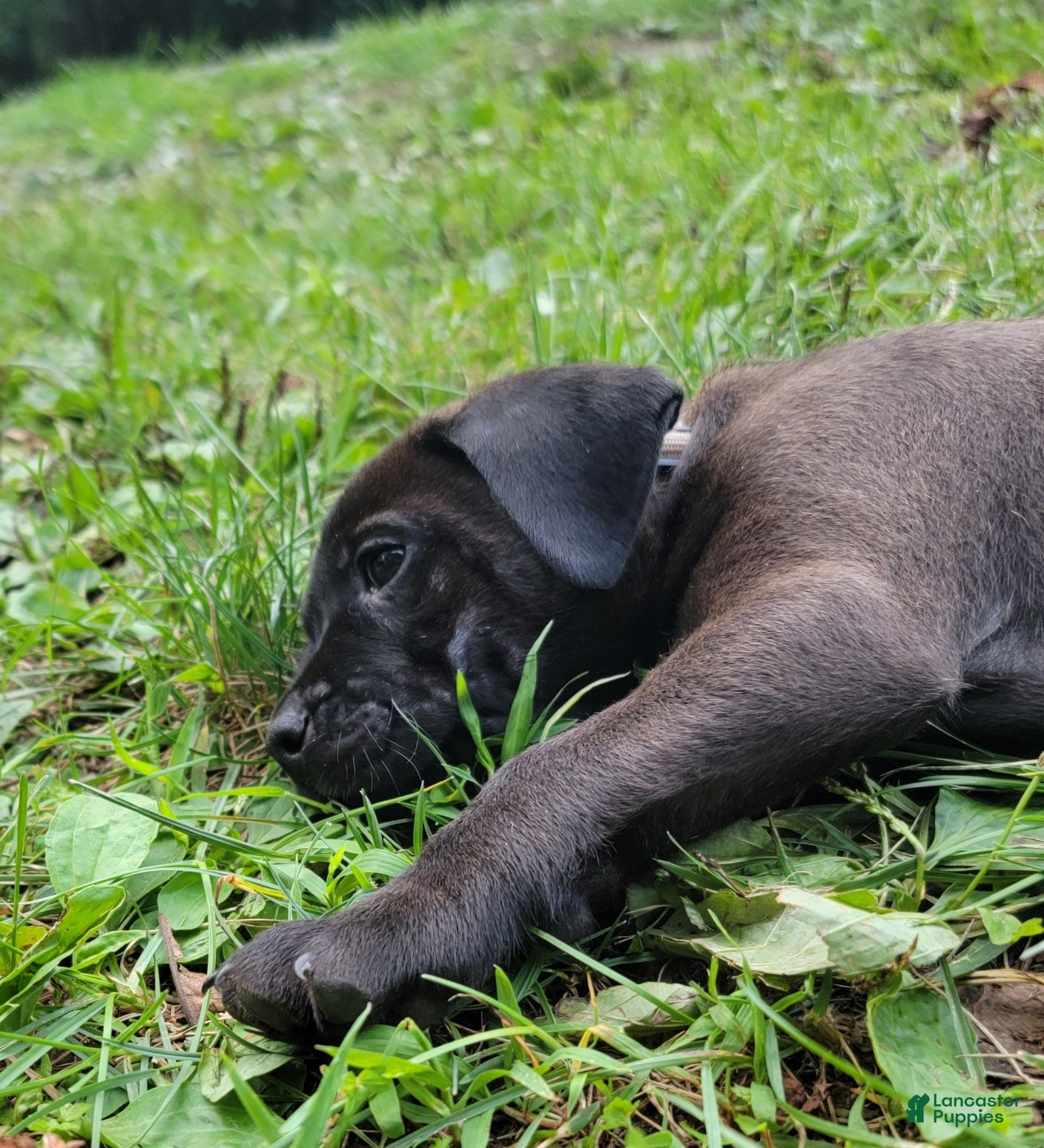 Mixed Breed dogs Rafiki (gray collar) - Ad 2