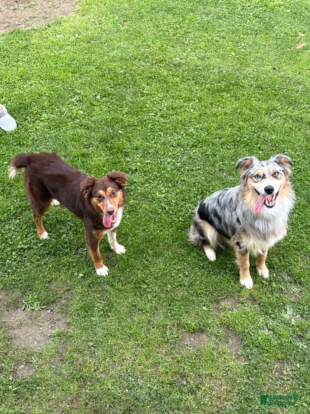 Australian Shepherd dogs for sale: Lucy.  - Ad 4