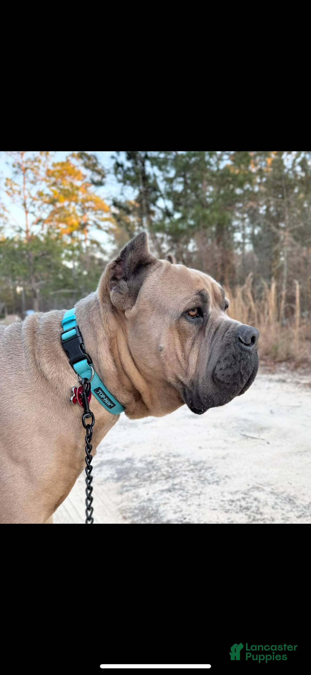 Cane Corso dogs for sale: Cane Corso Puppy 10 - Ad 5