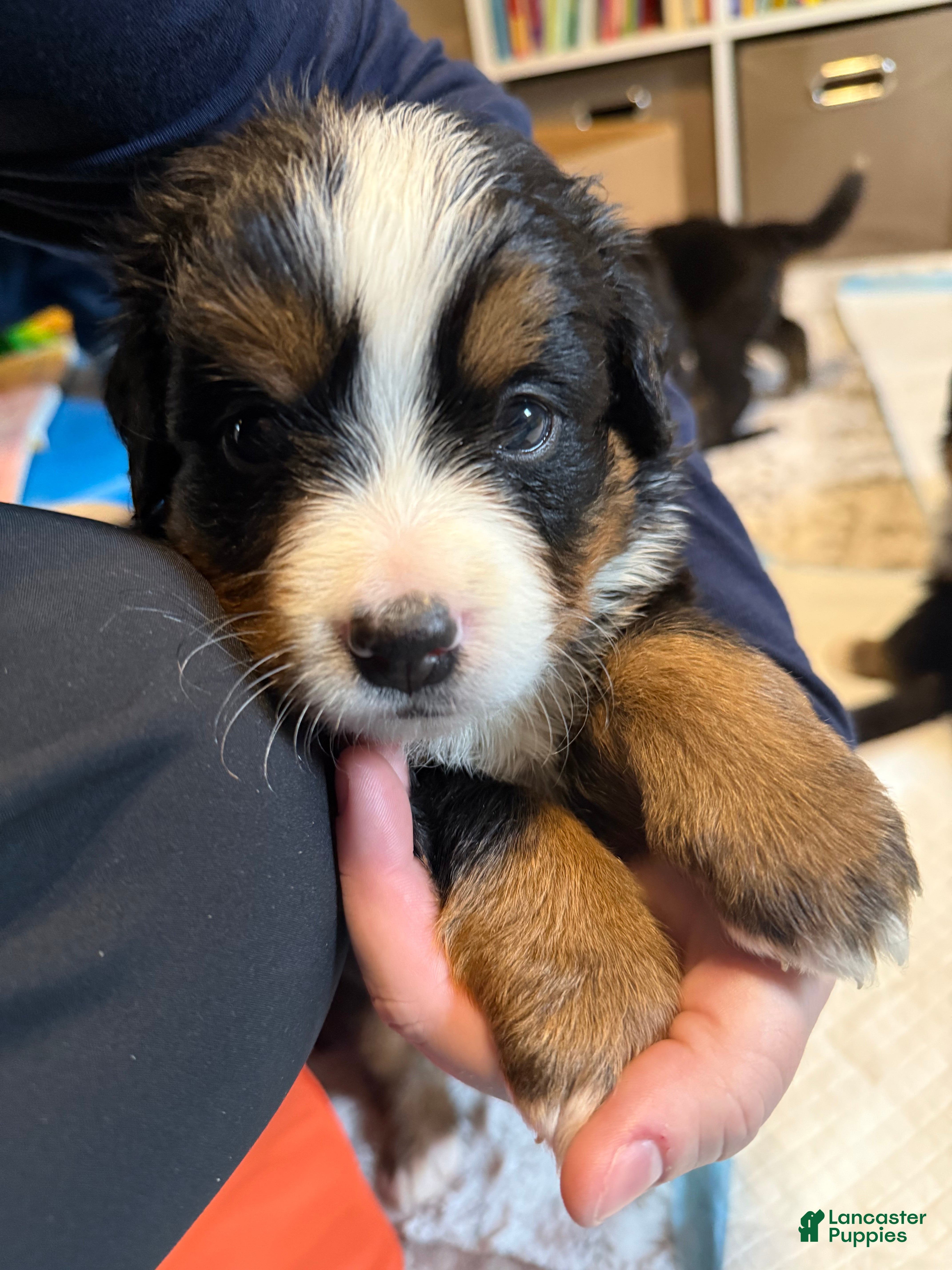 Bernese Mountain Dog dogs Deb - Ad 30