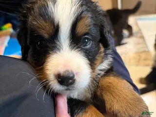 Bernese Mountain Dog dogs Deb - Ad 36