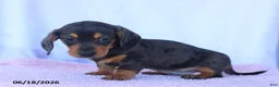 Miniature Dachshund dogs for sale: Dusty - Ad 4