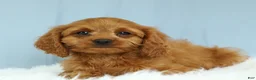Cavapoo dogs for sale: Waffles 🧇 - Ad 3