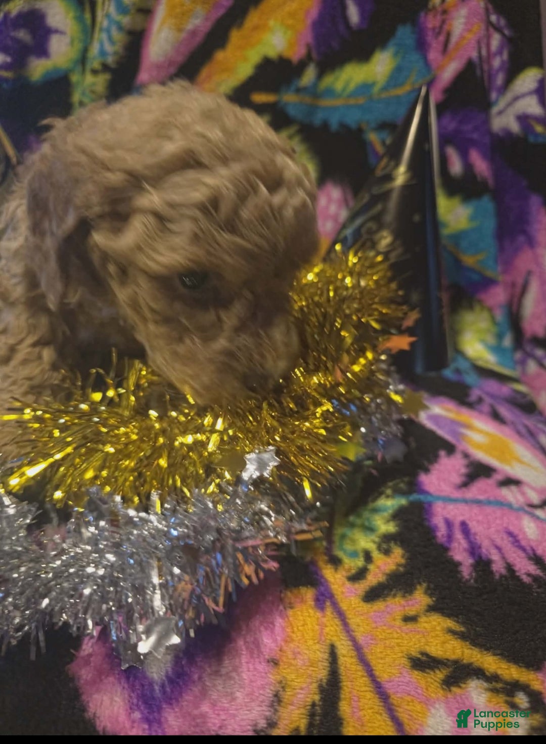 Mini Goldendoodle dogs for sale: Bella - Ad 7