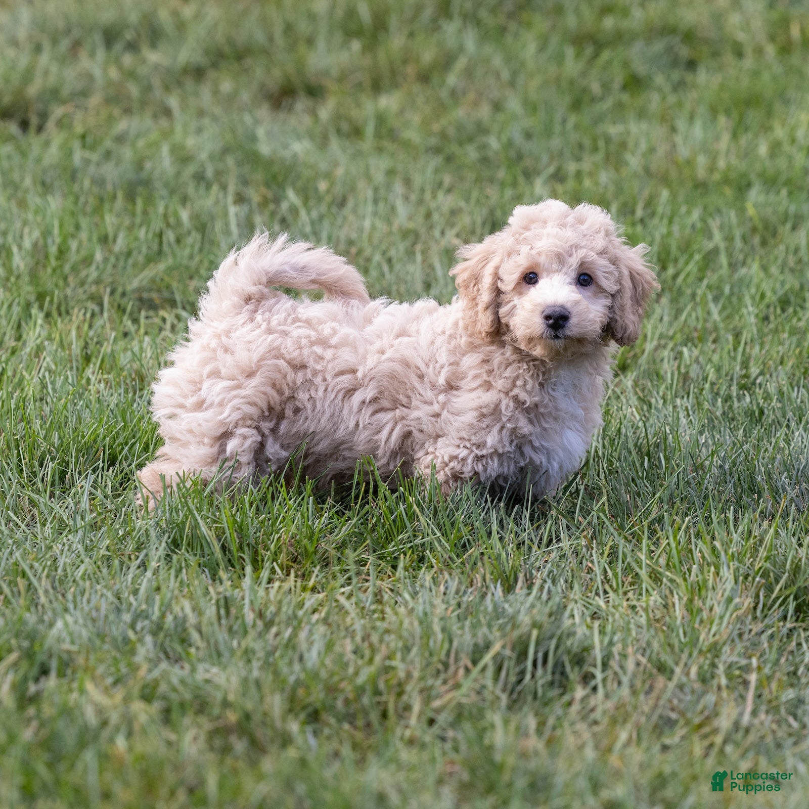Bichpoo dogs Putter - Ad 2