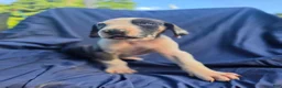 Great Dane dogs for sale: Juno - Ad 2