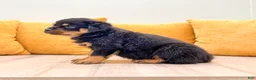 Rottweiler dogs for sale: Finley - Ad 5