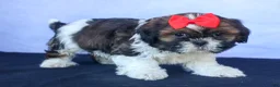 Shih Tzu dogs for sale: ROSCOE - Ad 6