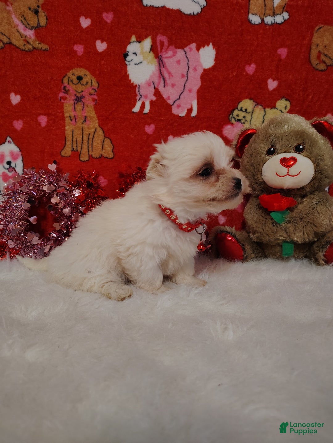 Maltese dogs for sale: Bert - red - Ad 3