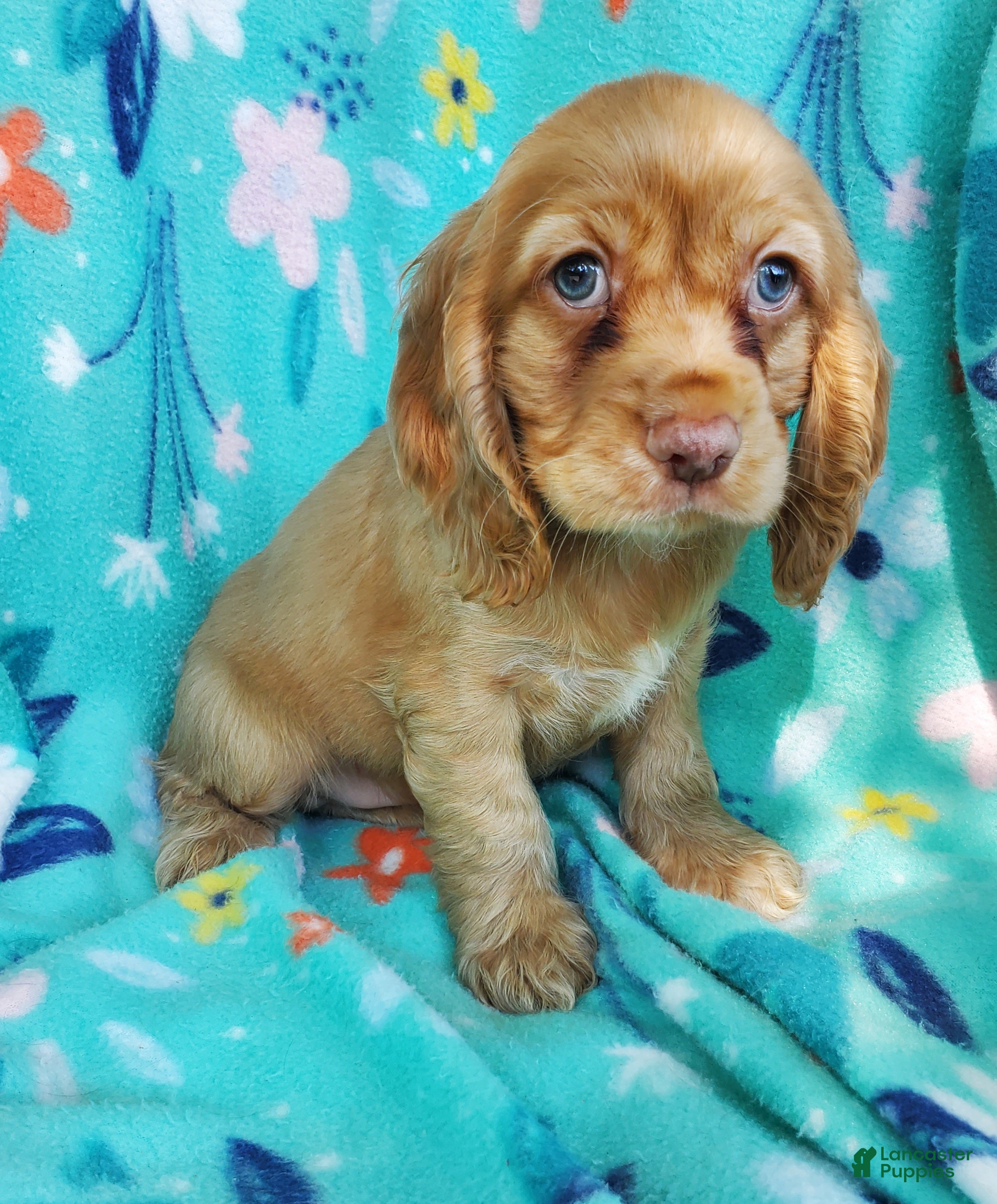 Cocker Spaniel dogs Harry - Ad 1