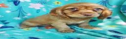 Cocker Spaniel dogs for sale: Harry - Ad 3