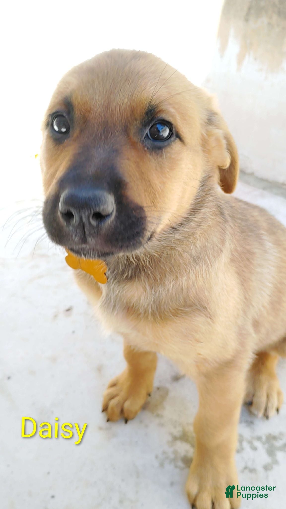Belgian Malinois dogs Belgian Malinois 6 Daisy - Ad 39