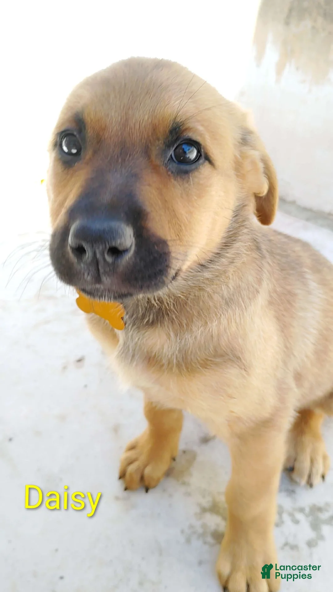Belgian Malinois dogs for sale: Belgian Malinois 6 Daisy - Ad 1