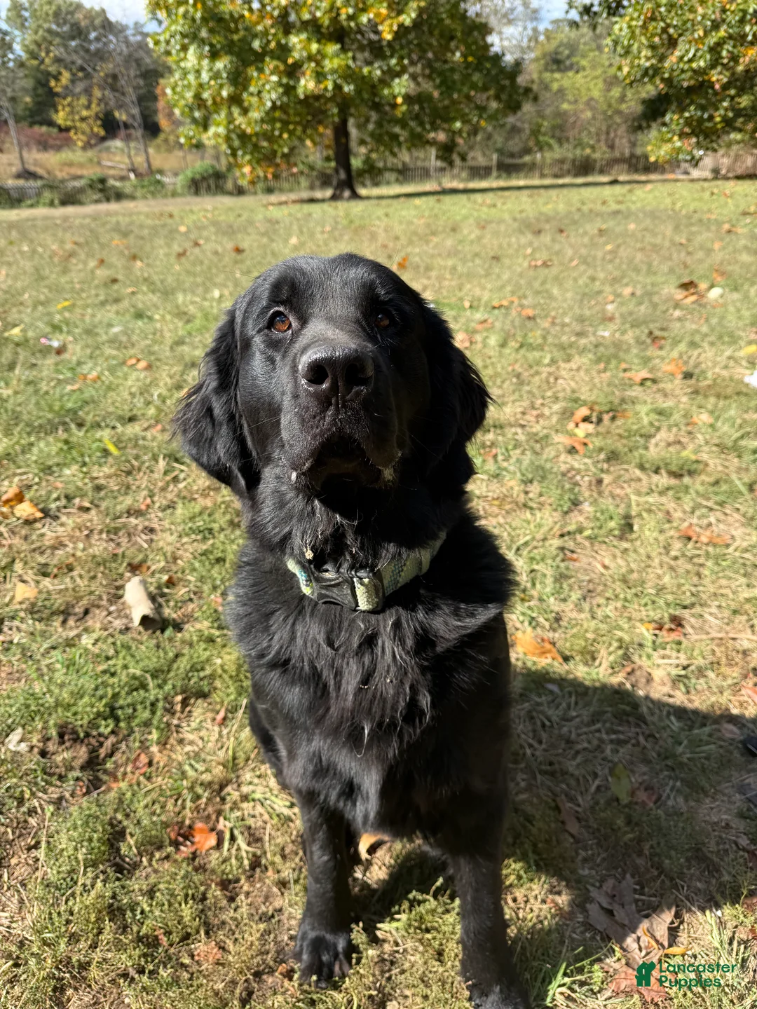 Newfoundland dogs for sale: Beige female - Ad 6