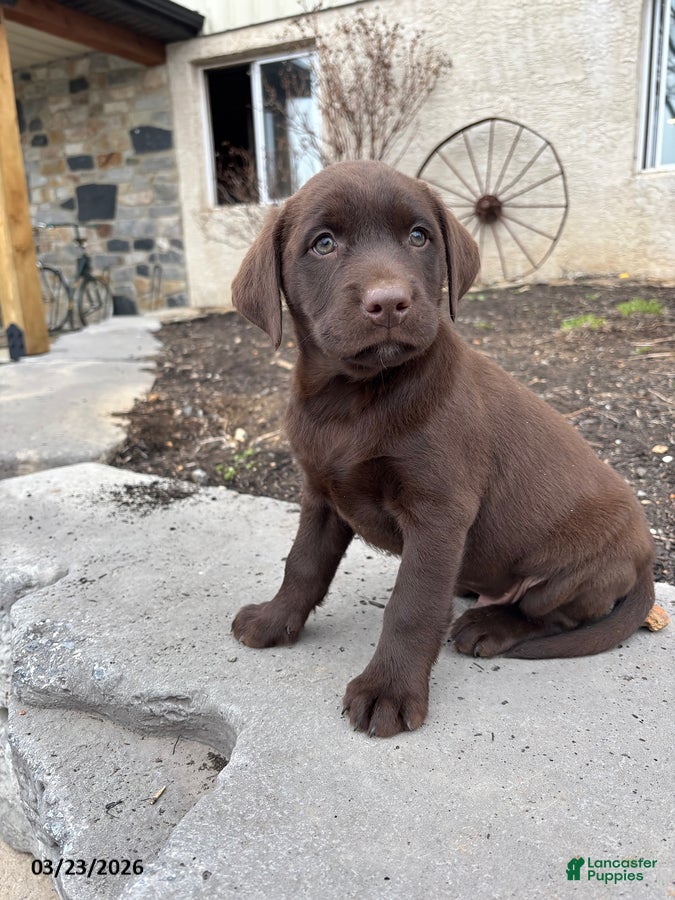 Labrador Retriever dogs Grayson - Ad 1