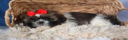 Shih Tzu dogs for sale: CHARLIE - Ad 5